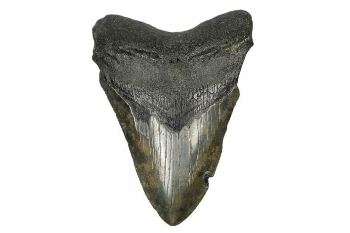 Fossil Megalodon Tooth - South Carolina #168142